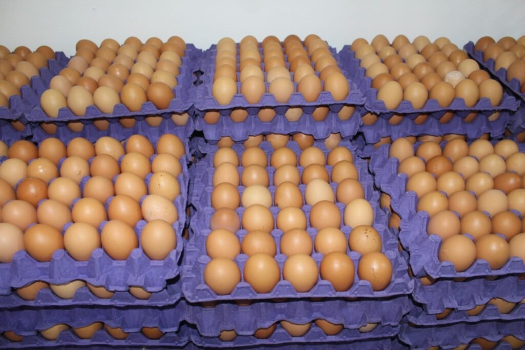 Lácteos y huevos Plaza Torcoroma
